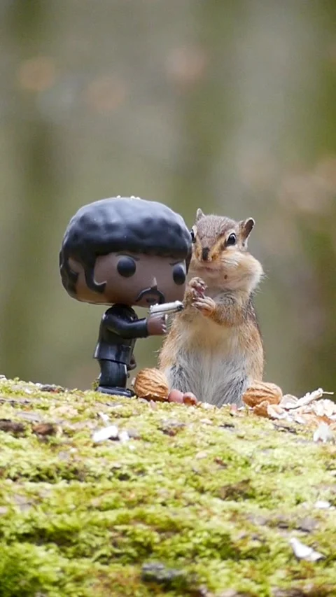 Vertical shot of Siberian chipmunk eating next to pop pulp fiction figurine on Stock Footage 276795575