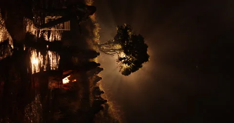 Vertical shot of Silhouettes at Huge Tree Night time Stock Footage 335437225
