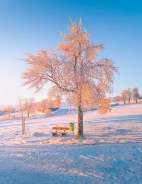 Vertical shot of a single snow covered tree in park next to a wooden bench Stock Photos
