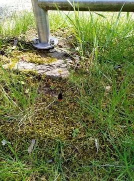 A vertical shot of a small bumblebee flying over a patch of grass with a meta Stock Photos