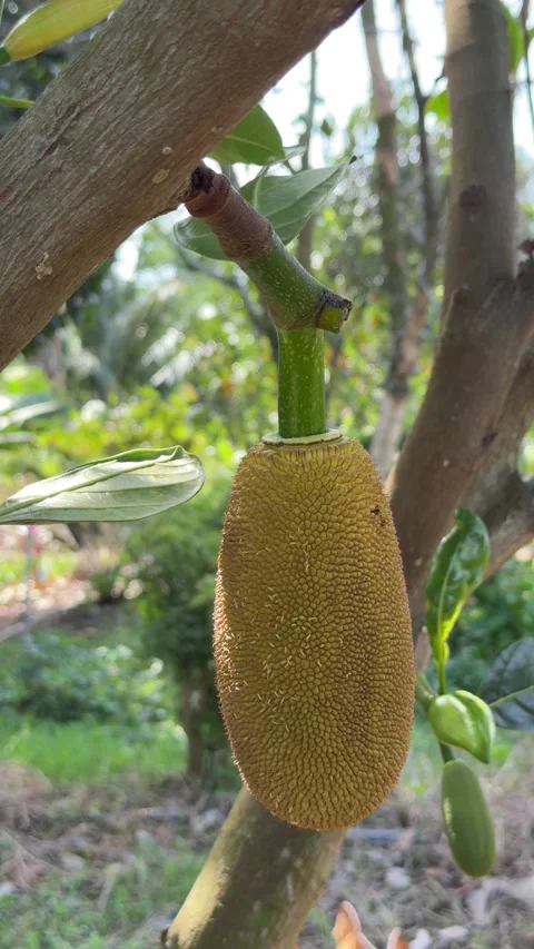 Vertical shot of a small immature jackfruit near the trunk with fresh leaves and 動画素材 332359362