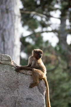 Vertical shot of a small monkey sitting on a rock and looking behind against blu Stock Photos