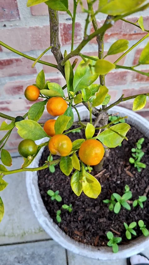 Vertical shot of small oranges growing on a citrus tree in a pot Stock Footage 344237100