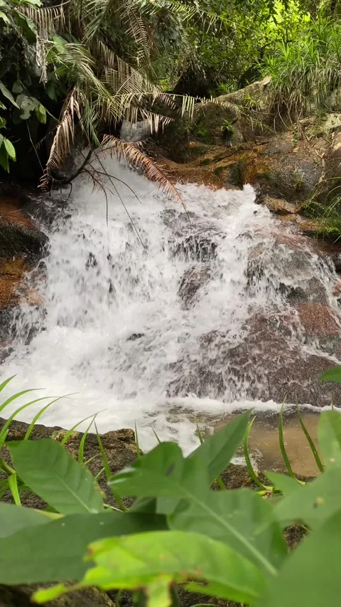 Vertical shot of a small tropical waterfall among rocks and ferns, where clear Stock Footage 323891642