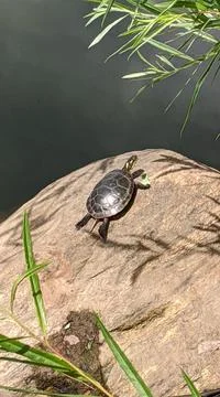 Vertical shot of a small turtle climbing on a rock on a sunny day Stock Photos