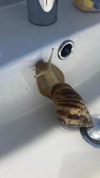 Vertical shot of a snail with a brown patterned shell in a white washbasin Foto stock