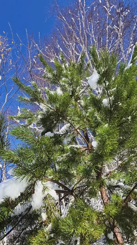 Vertical Shot of a Snow-Covered Pine Tree in a Winter Forest Stock Footage 348599615
