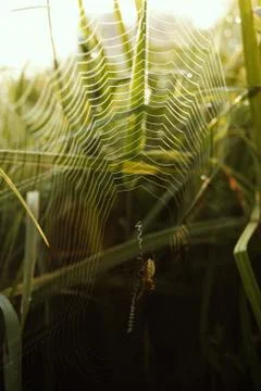 Vertical shot of a spider on a spider web with a blurred natural background Stock Photos