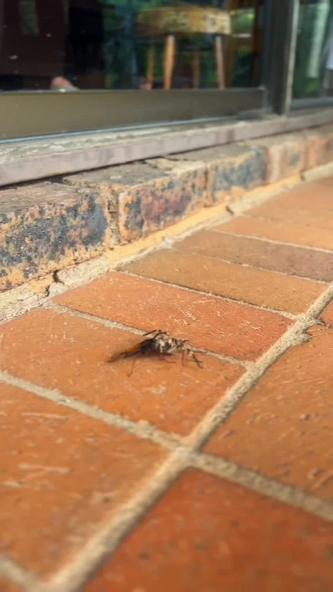 Vertical shot of Spider Wasp dragging rain Spider after paralysing it Stock Footage 292806058