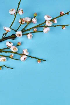 Vertical shot of spring tree branch. Stock Photos
