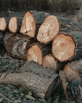 Vertical shot of a stack of tree lumber Foto stock