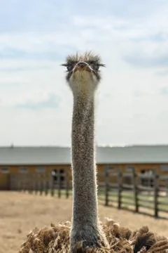 Vertical shot of standing ostrich on the farm. Stock Photos