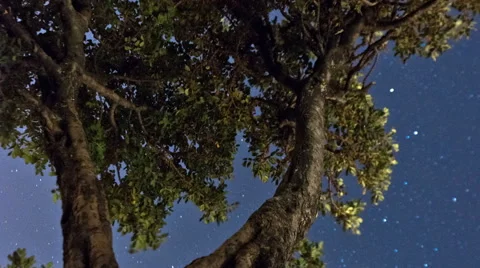 Vertical shot of Star time-lapse with olive tree in Bethlehem, Israel Stock Footage 54307744