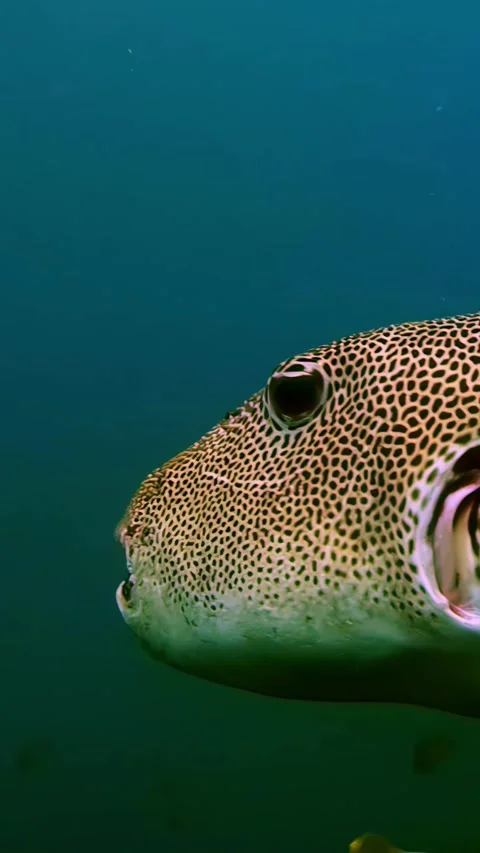 Vertical shot of a starry pufferfish. Arothron stellatus Stock Footage 310279775