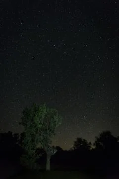 A vertical shot of a starry sky over some trees near Aceituna. Extremadura. S Stock Photos