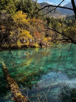 Vertical Shot Of Submerged Ancient Tree In Five Flower Lake Jiuzhaigou 库存照片