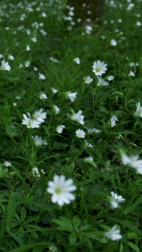 Vertical shot, Summer forest with Greater Stitchwort and grass motion reveal Stock Footage 280061974