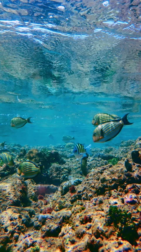 Vertical Shot of Sun Drenched Coral Reef and Exotic Fish Stock Footage 331139976