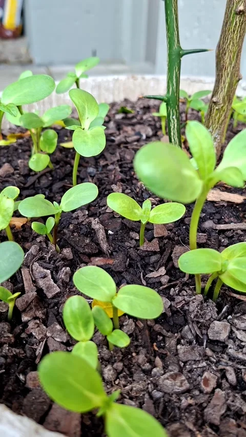 Vertical shot of sunflower seeds sprouting in a pot 库存影片 344230496