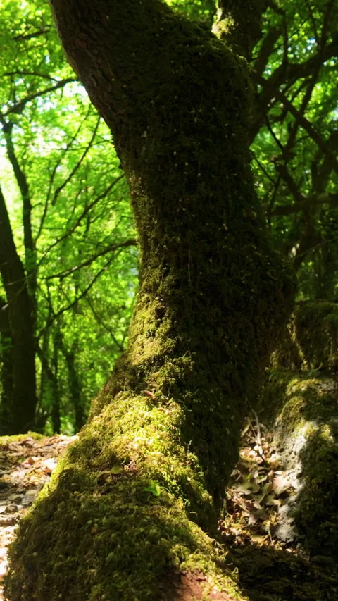 Vertical Shot Of Sunlit Mossy Tree Trunk In Green Forest Thessaloniki Greece Video stock 333410853