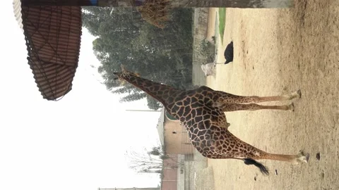 Vertical shot of the tail of a giraffe moving from side to side and eating next 库存影片 158256358