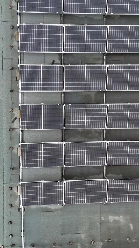 Vertical Shot of Tall Tree Trunk Covered in Green Ivy in Autumn Forest Stock Footage 323965884
