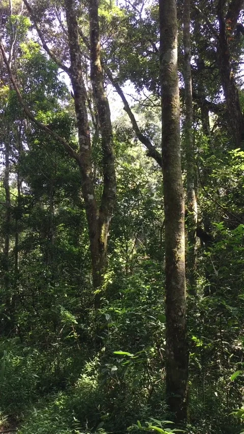 Vertical Shot of Tall Trees in a Dense Green Forest Stock-Footage 347353033