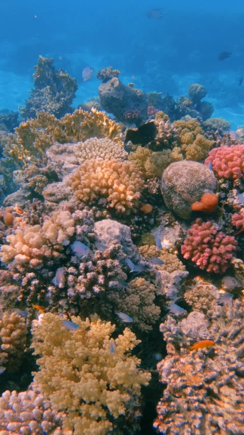 Vertical shot of thriving coral reef ecosystem in Ras Mohammed Red Sea Egypt Vidéo 340542316