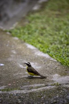 Vertical shot of a tiny bird standing on the ground Stock Photos