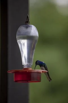 Vertical shot of a tiny Colibri bird drinking from the water feeder Stock Photos