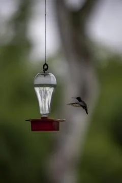 Vertical shot of a tiny Colibri bird flying to the water feeder Stock Photos