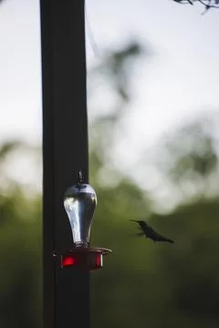 Vertical shot of a tiny Colibri bird flying to the water feeder Stock Photos