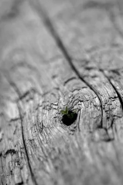 Vertical shot of a tiny plant in the beginning of grow from a small hole in wood Foto stock