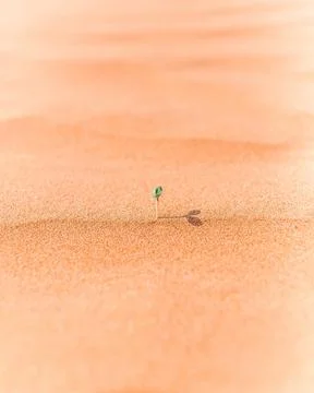Vertical shot of a tiny plant sprouting in the desert, beginning of life Foto stock