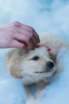 Vertical shot of a tiny puppy and human hands playing with her Fotos de archivo