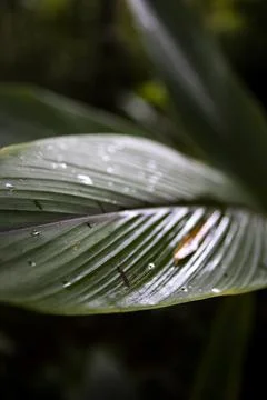 Vertical shot of a tiny spider perched on a green leaf Stock Photos