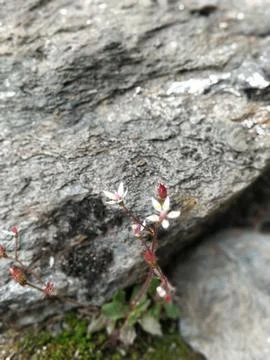 Vertical shot of a tiny white flower on front of a grey rock 写真素材