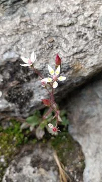 Vertical shot of a tiny white flower on front of a grey rock Stock Photos