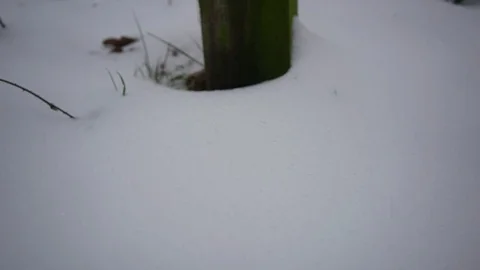 Vertical shot of a trail post in the snow with 2 paws in green circles, 4k, UK 스톡 동영상 86643036