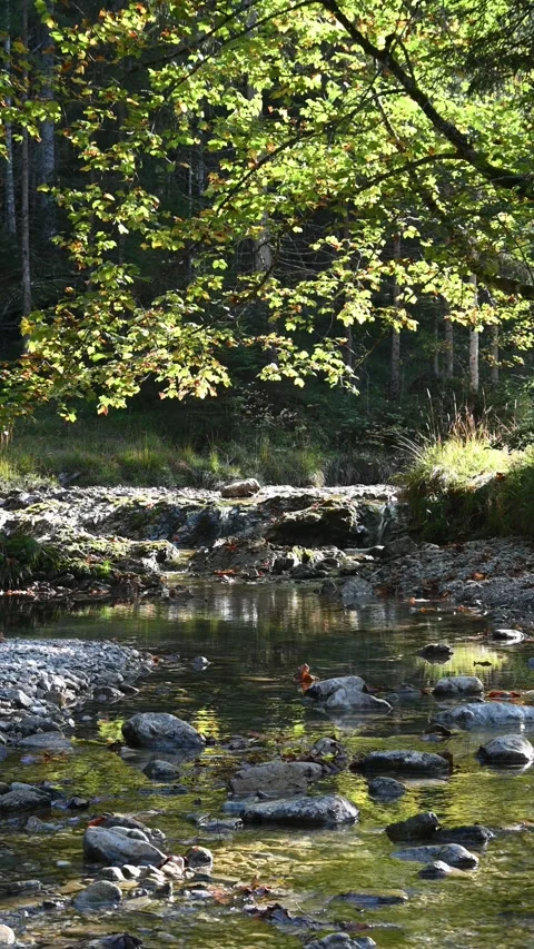 Vertical shot of a tree and a mountain stream in autumn sunlight Stock-Footage 260926383