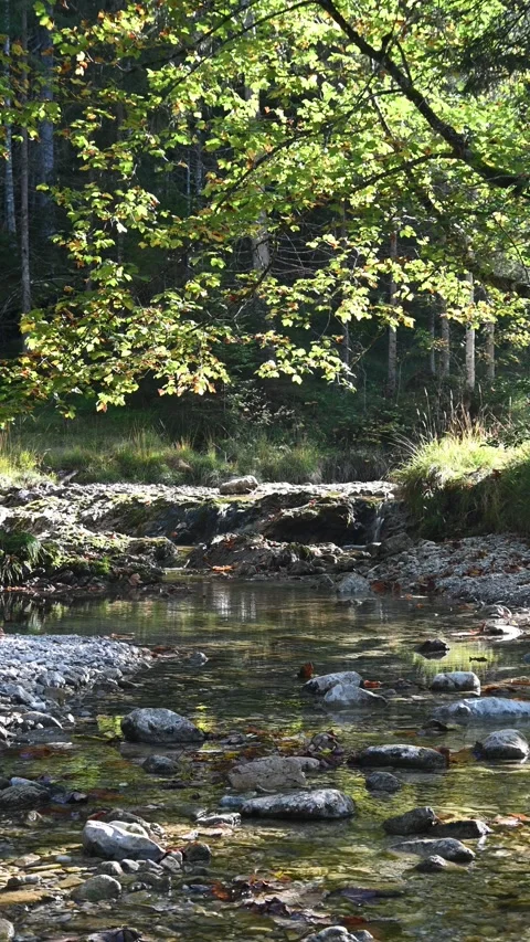 Vertical shot of a tree and a mountain stream in autumn sunlight Stock-Footage 260926391