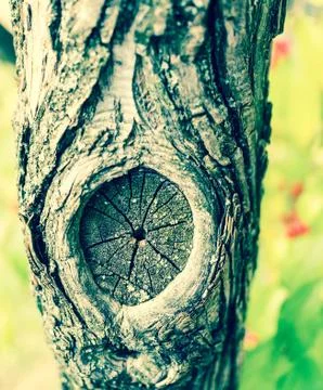 Vertical shot of tree bark with a circular pattern Stock Photos