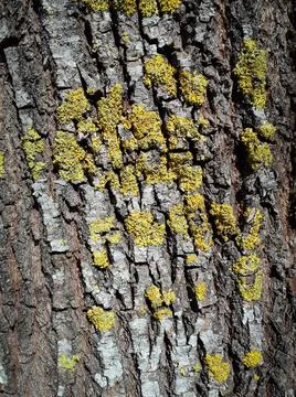Vertical shot of tree bark with cortex Stock Photos