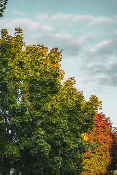 Vertical shot of the tree gradient leaves in autumn on blue sky background with Stock Photos