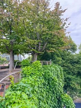 A vertical shot of a tree with green leaves in a park under a cloudy sky Stock Photos