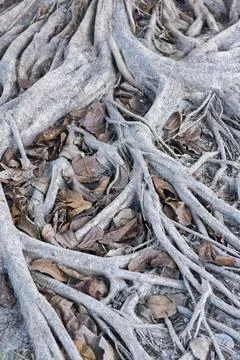 Vertical shot tree roots with dry leaves Fotos de archivo