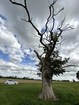 Vertical shot of a tree struck by lightning, car on the background Stock Photos