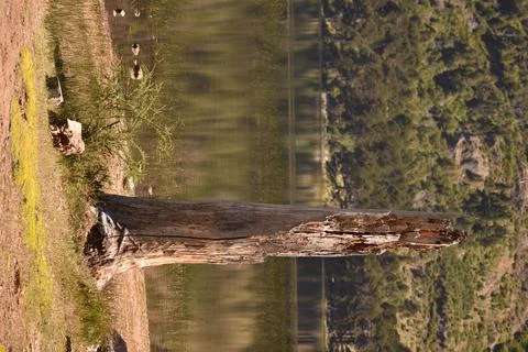 Vertical shot of tree stump in forest in background of pond 스톡 사진