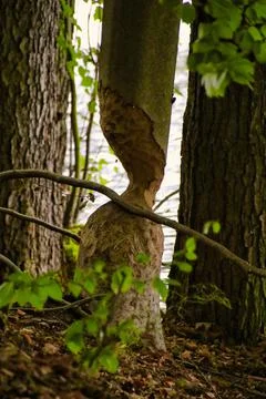 Vertical shot of tree trunk attacked by a beaver Stock Photos
