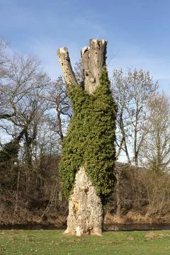 Vertical shot of a Tree trunk with no branches covered with ivy, France Stock Photos